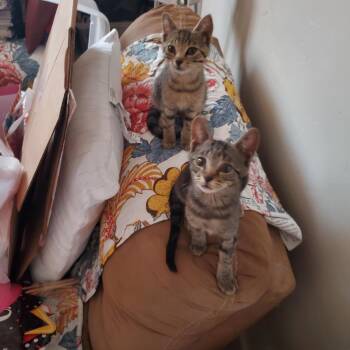 Moiraine -  Tabby Cat for Adoption in Tucson, Arizona - Moiraine | PetCurious