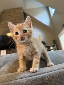 Rescue Domestic Short Hair and Tabby Cats for Adoption in Chattanooga, Tennessee - Fanta | PetCurious