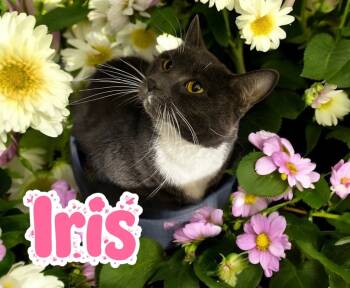 Rescue Domestic Short Hair Cats for Adoption in Jim Thorpe, Pennsylvania - Iris | PetCurious