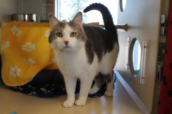 Moose -  Domestic Short Hair Cat Available for Adoption in Mccall, Idaho - Moose | PetCurious