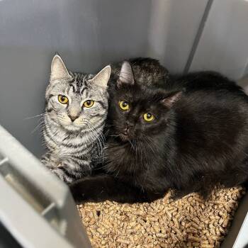 Rescue Domestic Short Hair Cats for Adoption in Gibsonia, Pennsylvania - Squid | PetCurious