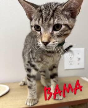 Bama -  Domestic Short Hair Cat for Adoption in Rome, Georgia - Bama | PetCurious