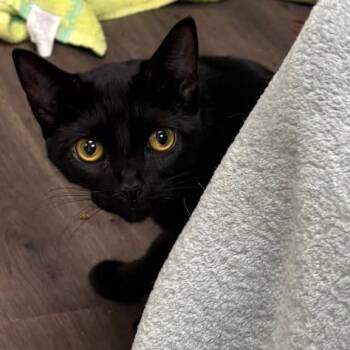 Radley -  Domestic Short Hair Cat for Adoption in Spokane, Washington - Radley | PetCurious