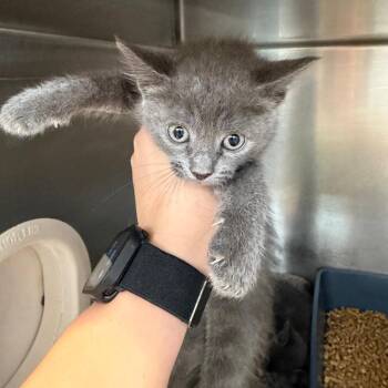Yara -  Domestic Medium Hair Cat for Adoption in Port Charlotte, Florida - Yara | PetCurious