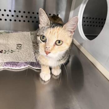 August -  Domestic Short Hair Cat for Adoption in Washburn, Missouri - August | PetCurious
