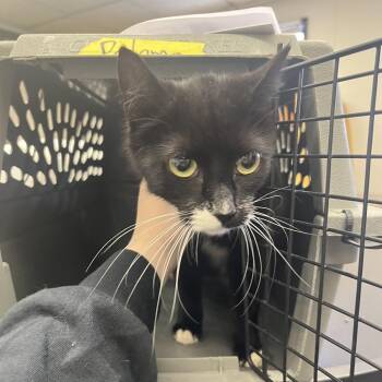 Michelle my Belle -  Domestic Short Hair Cat for Adoption in Spokane, Washington - Michelle My Belle | PetCurious