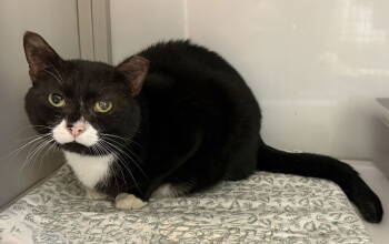 Rescue Domestic Short Hair Cats for Adoption in Alexandria, Virginia - Sir Ryland | PetCurious