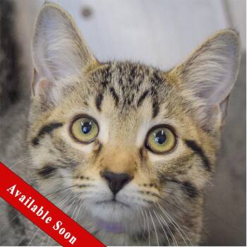 Cranberry -  Tabby and Domestic Short Hair Cat for Adoption in Huntley, Illinois - Cranberry | PetCurious