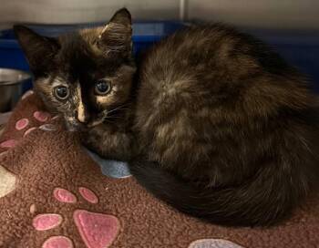 Octagon -  Domestic Short Hair Cat for Adoption in Ocala, Florida - Octagon | PetCurious