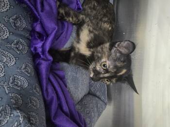 Ostara -  Domestic Short Hair Cat for Adoption in Rio Linda, California - Ostara | PetCurious