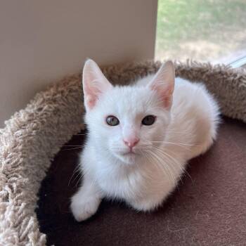 Domestic Short Hair Cats Available for Adoption in Bentonville, Arkansas - Pookie | PetCurious