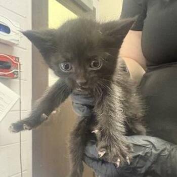 Explorer -  Domestic Short Hair Cat for Adoption in Hattiesburg, Mississippi - Explorer | PetCurious