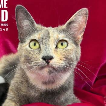 Solitaire -  Domestic Short Hair Cat for Adoption in Tucson, Arizona - Solitaire | PetCurious