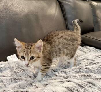 Eve -  Domestic Short Hair Cat for Adoption in San Jose, California - Eve | PetCurious
