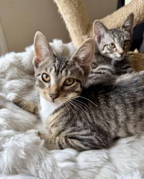 Rescue Domestic Short Hair Cats for Adoption in Shreveport, Louisiana - Jett | PetCurious