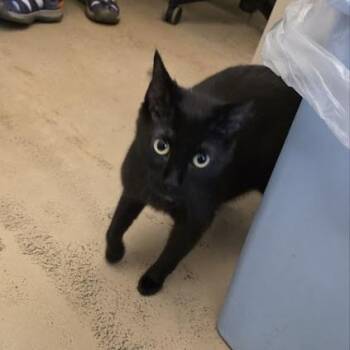 Hera -  Domestic Short Hair Cat for Adoption in Fairport, New York - Hera | PetCurious