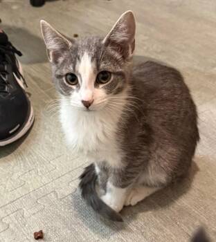 Domestic Short Hair Cats Available for Adoption - Edward Scissorpaws | PetCurious