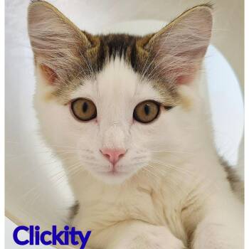 Clickity -  Domestic Long Hair Cat for Adoption in North Saint Paul, Minnesota - Clickity | PetCurious