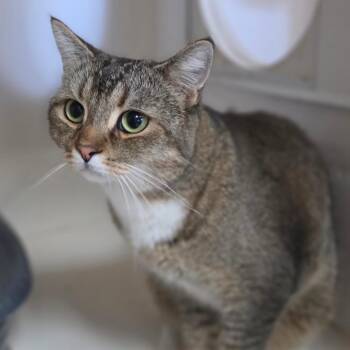 Mishka - Chino Hills Location -  British Shorthair and Scottish Fold Cat for Adoption in Chino Hills, California - Mishka - Chino Hills Location | PetCurious