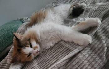Calico Cats Available for Adoption in Bear, Delaware - Clementine Aka Clem | PetCurious
