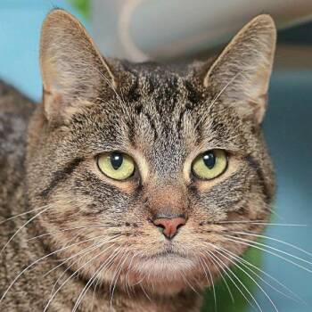 Fezziwig -  Tabby and Domestic Short Hair Cat for Adoption in Huntley, Illinois - Fezziwig | PetCurious