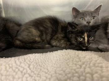 Domestic Short Hair Cats Available for Adoption in Grand Prairie, Texas - SPRITZ | PetCurious