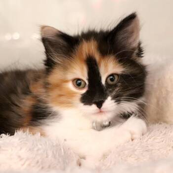 Domestic Short Hair Cats Available for Adoption in Port Washington, New York - Brim | PetCurious