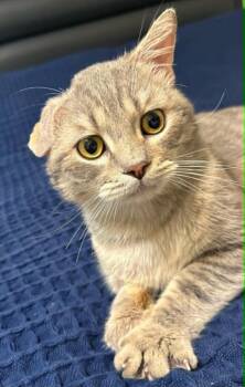 Rocky -  British Shorthair Cat for Adoption in Mississauga, Ontario - Rocky | PetCurious