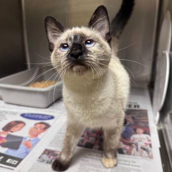 Grace -  Domestic Short Hair Cat for Adoption in Winston-salem, North Carolina - Grace | PetCurious