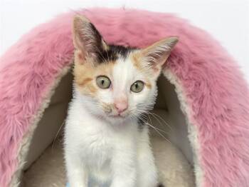 PIZZA -  Domestic Short Hair Cat for Adoption in Fort Lauderdale, Florida - PIZZA | PetCurious
