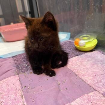 Moca -  Domestic Short Hair Cat for Adoption in Silver Spring, Maryland - Moca | PetCurious