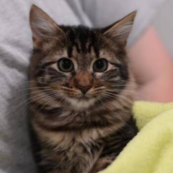 Pat -  Domestic Medium Hair Cat for Adoption in New York, New York - Pat | PetCurious