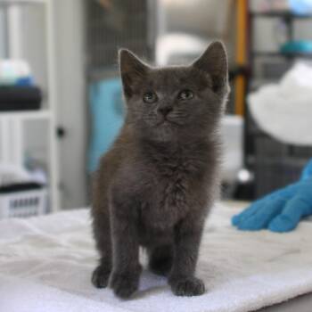 Tulip -  Domestic Medium Hair Cat for Adoption in Chapel Hill, North Carolina - Tulip | PetCurious