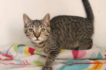 Cheech -  Domestic Short Hair Cat for Adoption in Chestertown, Maryland - Cheech | PetCurious