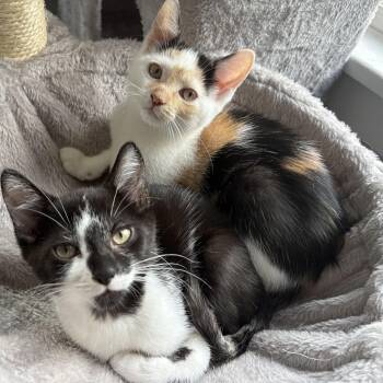 Rescue Domestic Short Hair Cats for Adoption in Buffalo, New York - Ikki & Meelo | PetCurious