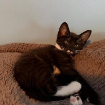 Pixel -  Domestic Short Hair Cat for Adoption in Philadelphia, Pennsylvania - Pixel | PetCurious