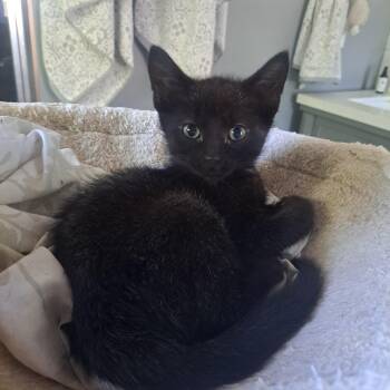 Luigi 11wks -  Domestic Short Hair Cat for Adoption in London, Ontario - Luigi 11wks | PetCurious