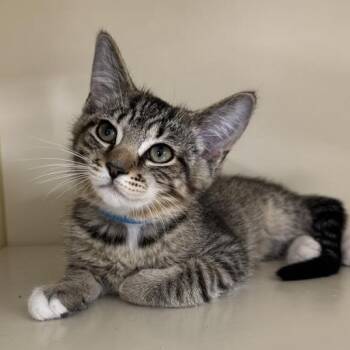 Samson -  Domestic Short Hair Cat for Adoption in Manistee, Michigan - Samson | PetCurious