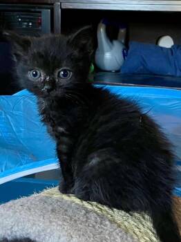 Sato -  Domestic Short Hair Cat for Adoption in Newaygo, Michigan - Sato | PetCurious