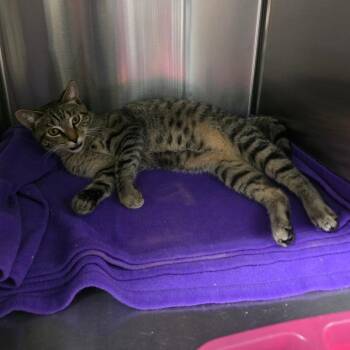Mocha -  Domestic Short Hair Cat for Adoption in Spokane, Washington - Mocha | PetCurious