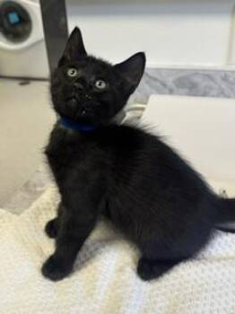 Dorian -  Domestic Short Hair Cat for Adoption in Roseville, California - Dorian | PetCurious