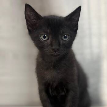 TeeHee -  Domestic Short Hair Cat for Adoption in Sarasota, Florida - TeeHee | PetCurious