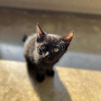 Bristol -  Domestic Short Hair Cat for Adoption in Green Bay, Wisconsin - Bristol | PetCurious