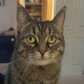 Rescue Domestic Short Hair Cats for Adoption in Minneapolis, Minnesota - Dash | PetCurious