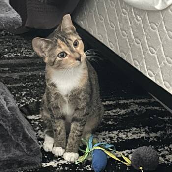 Rescue Domestic Short Hair Cats for Adoption in Mount Laurel Township, New Jersey - Cinnamin (and Baby) | PetCurious