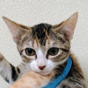 Dixie Belle -  Domestic Short Hair Cat for Adoption in Palestine, Texas - Dixie Belle | PetCurious