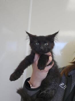 Domestic Long Hair Cats Available for Adoption - Trailmix | PetCurious