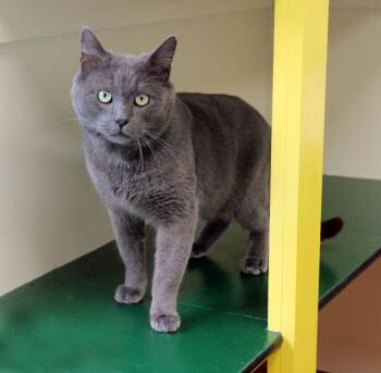 Lord John Gray -  Domestic Short Hair Cat for Adoption in Mansfield, Massachusetts - Lord John Gray | PetCurious