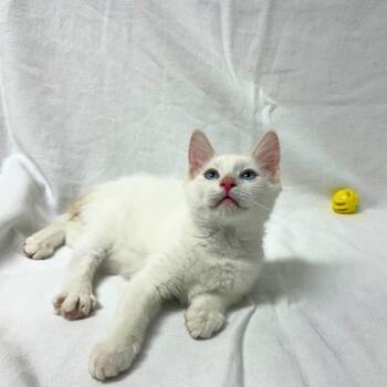 Johnny -  Domestic Short Hair and Siamese Cat for Adoption in Pasco, Washington - Johnny | PetCurious