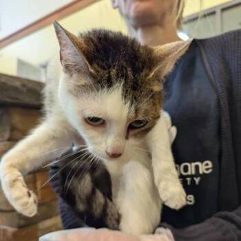 Khaleesi -  Domestic Short Hair Cat for Adoption in Lynchburg, Virginia - Khaleesi | PetCurious